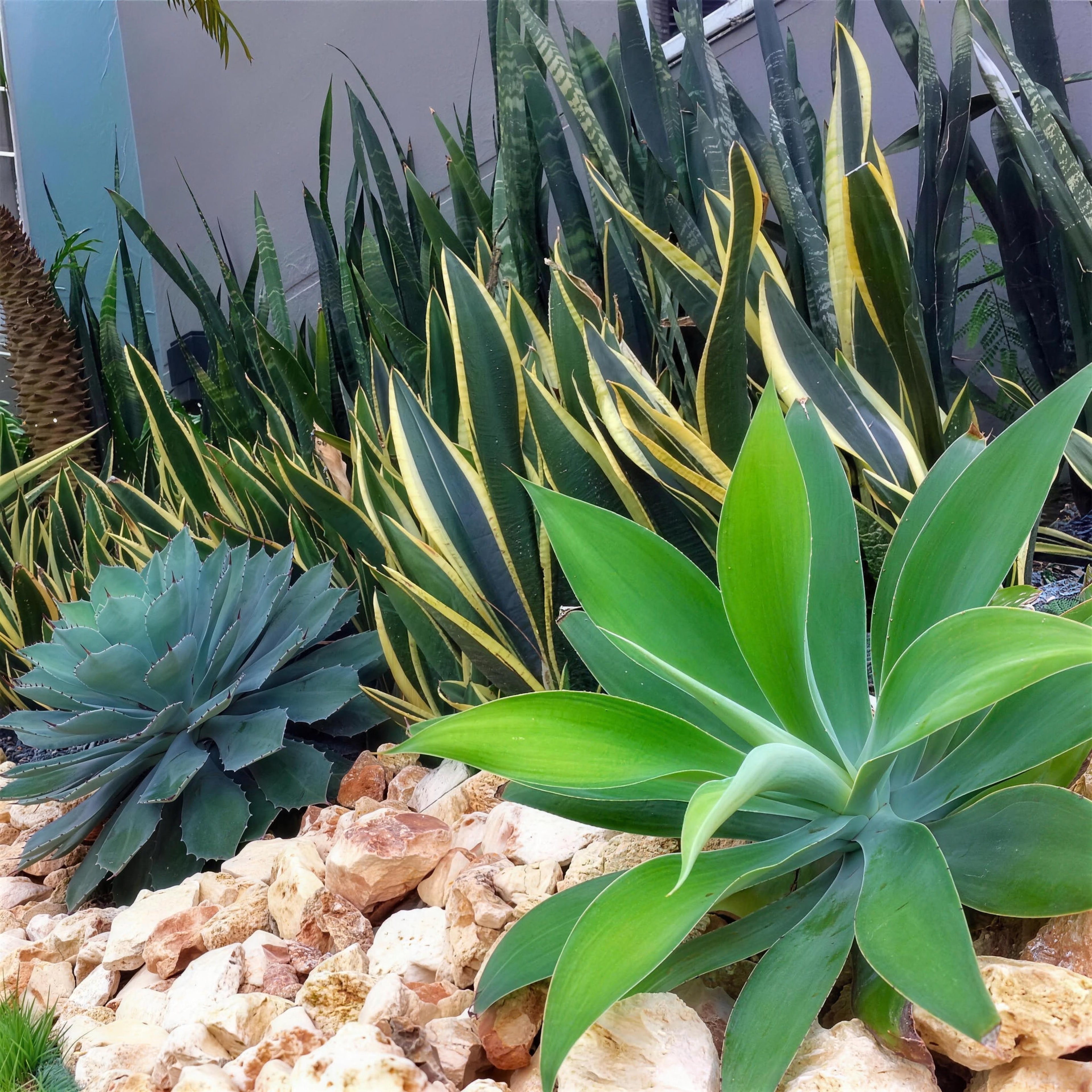 Agave and snake plant in a light rock bed