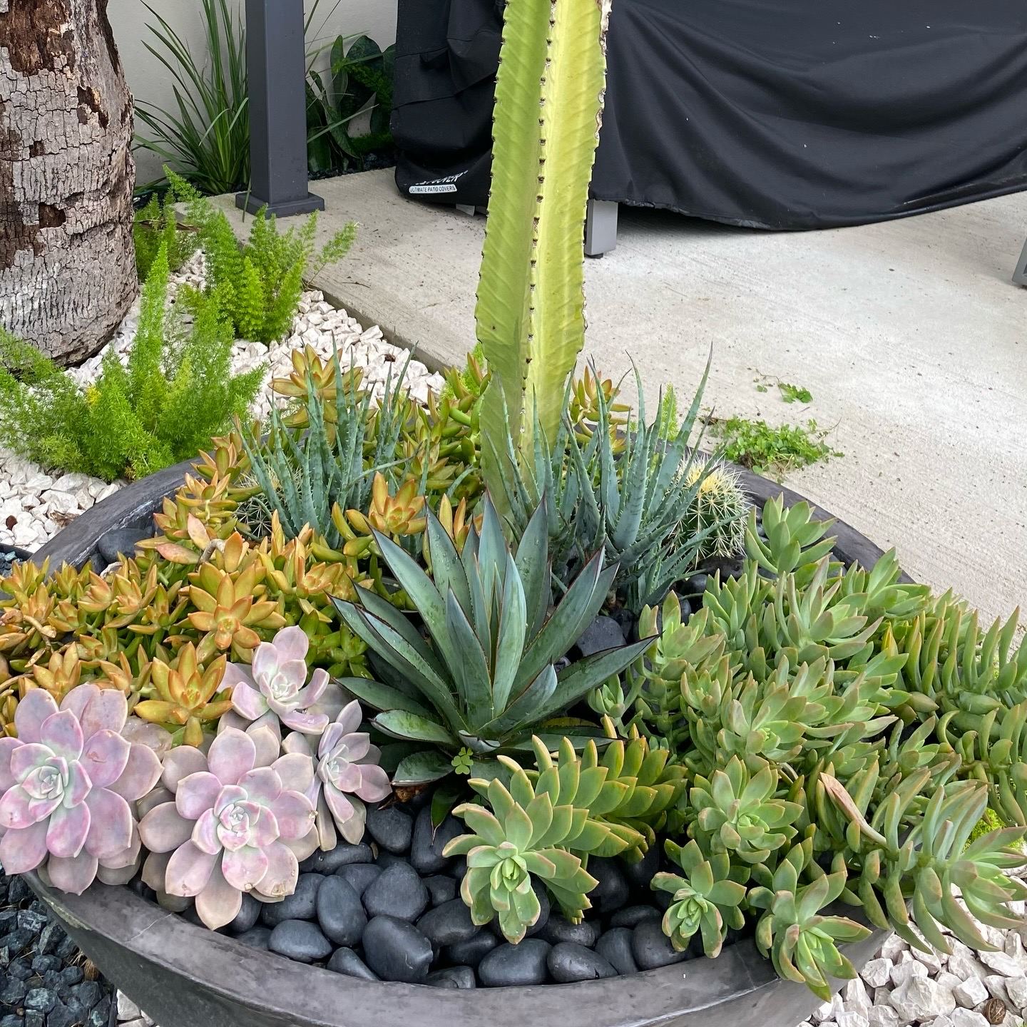 Planter bowl with succulents, cacti, and agave